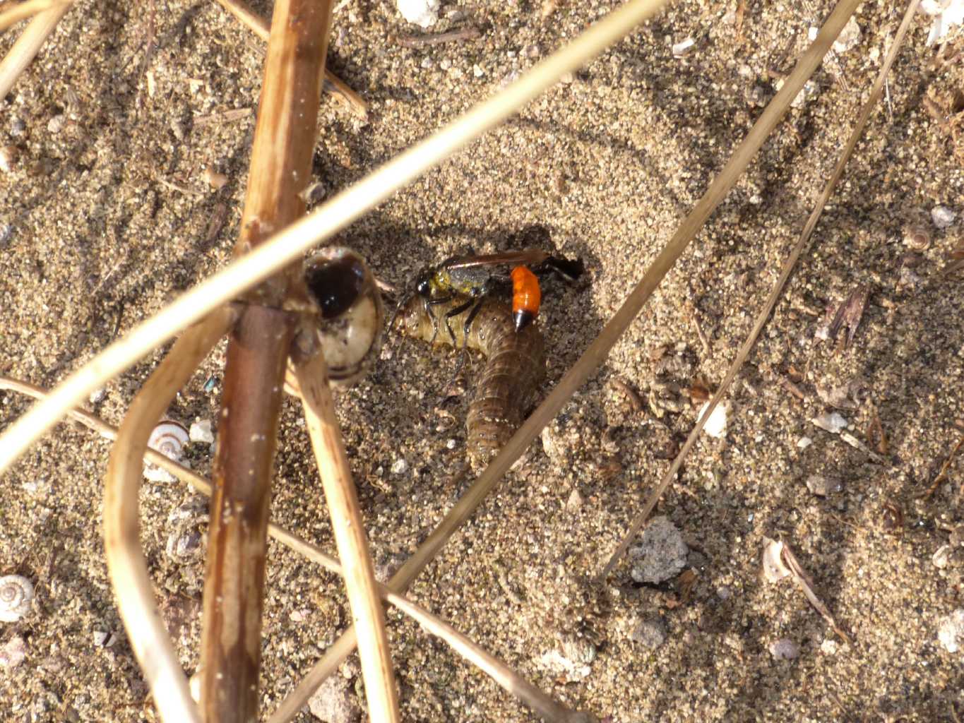 Ammophila: comportamento strano